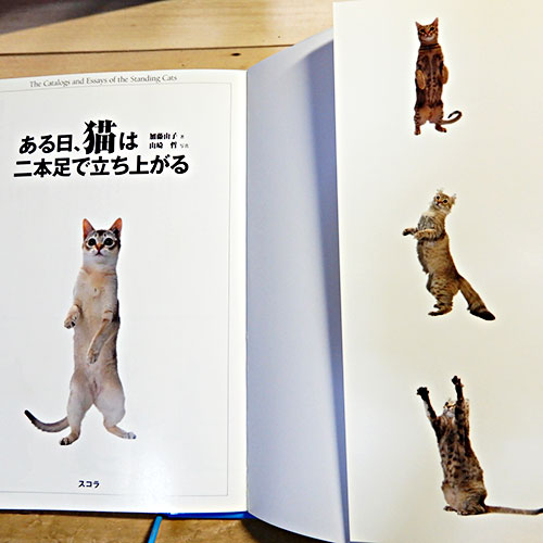 加藤由子『ある日、猫は二本足で立ち上がる』