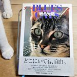 岩合光昭『ブルース・キャット　Blues Cats』