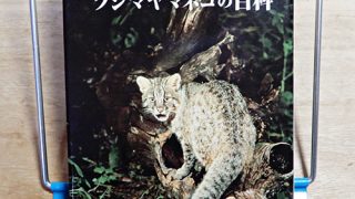 動物百科『ツシマヤマネコの百科』