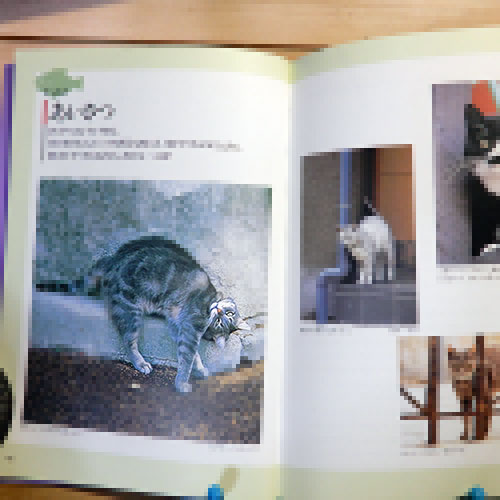 新美敬子『猫の気持ちがみえる本』