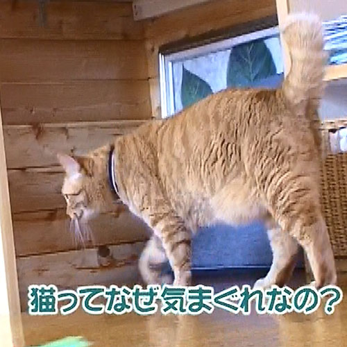 DVD『キャットシッターなんりの猫暮らしマニュアル』