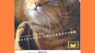 DVD『にゃんこ THE MOVIE』 | 猫好きが読んだ千冊の本