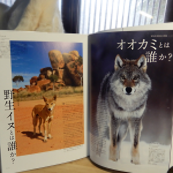 『オオカミと野生のイヌ』
