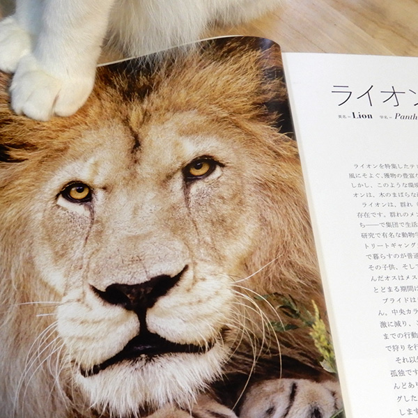 『世界の美しい野生ネコ』