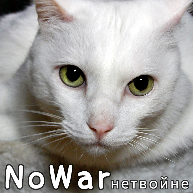 白猫とNoWar