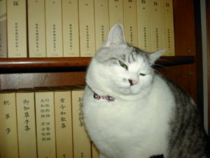 本棚の前に猫