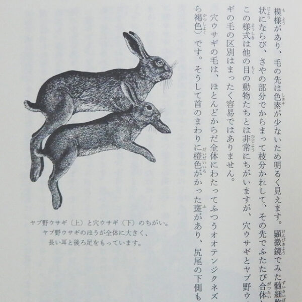 マクブライド『ウサギの不思議な生活』